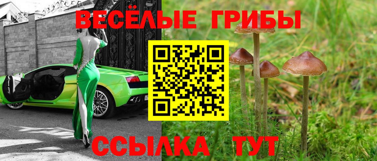 Галлюциногенные грибы Psilocybe Георгиевск